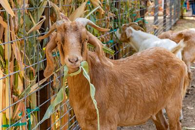 Goat chewing grass